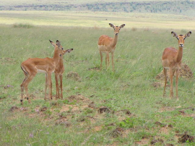 Ezemvelo Nature Reserve1