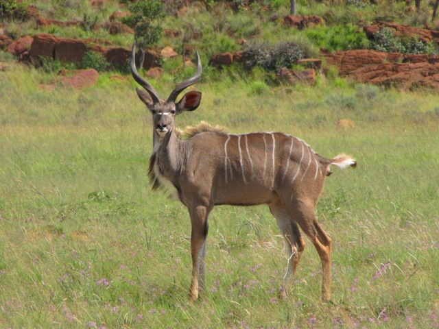 Ezemvelo Nature Reserve11