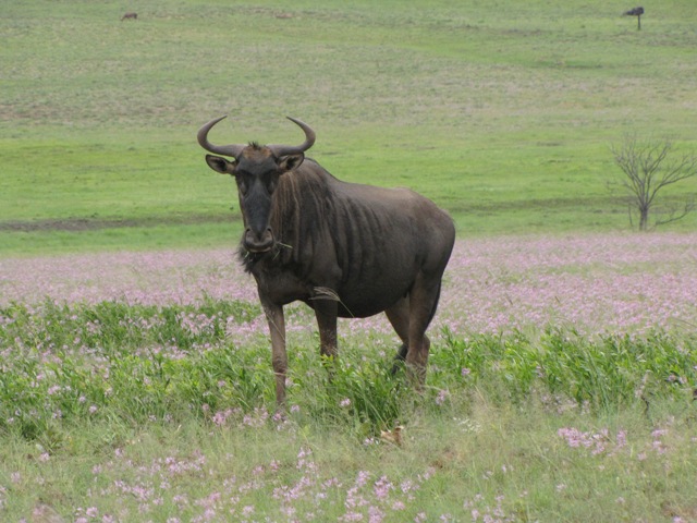 Ezemvelo Nature Reserve13