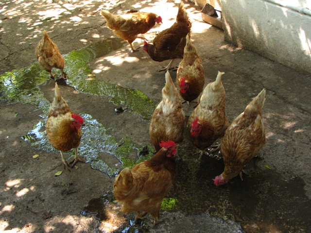 Chickens