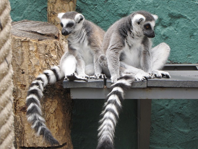 Lemurs