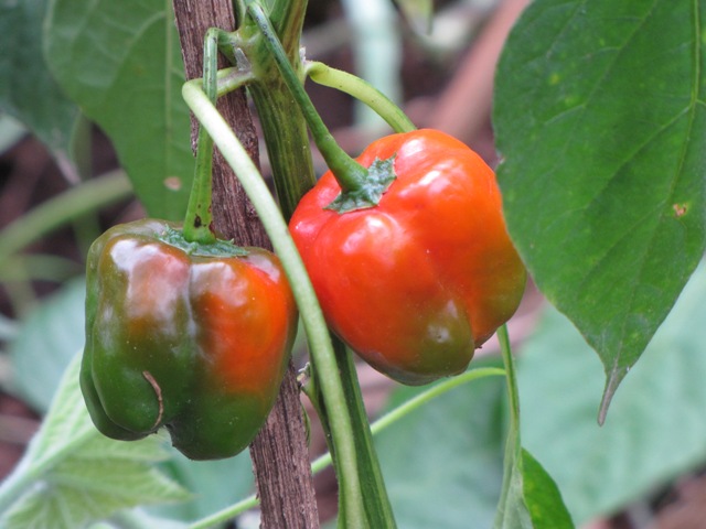 Green and Red Peppers