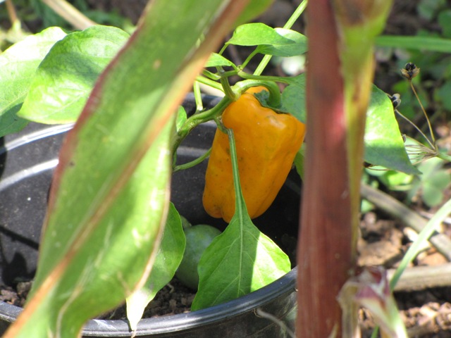 Peppers