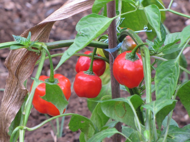 Red Peppers