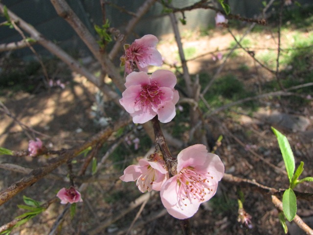 Blossoms1