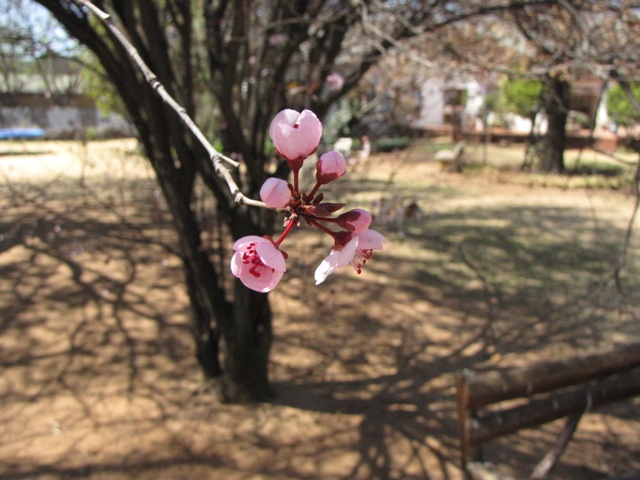 Blossoms2