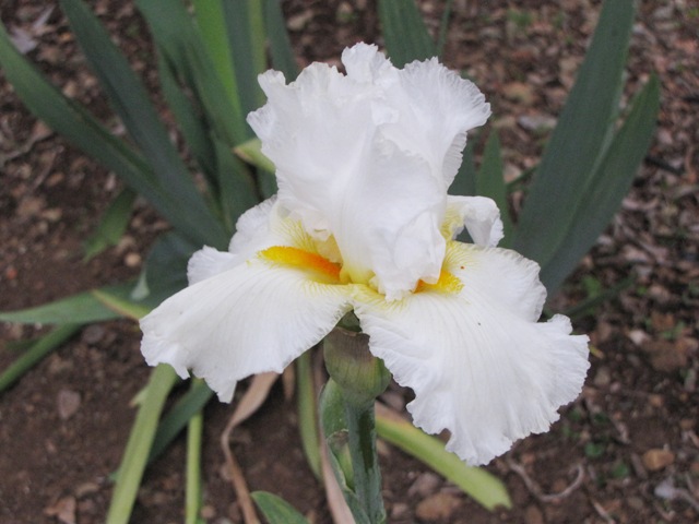 Iris1