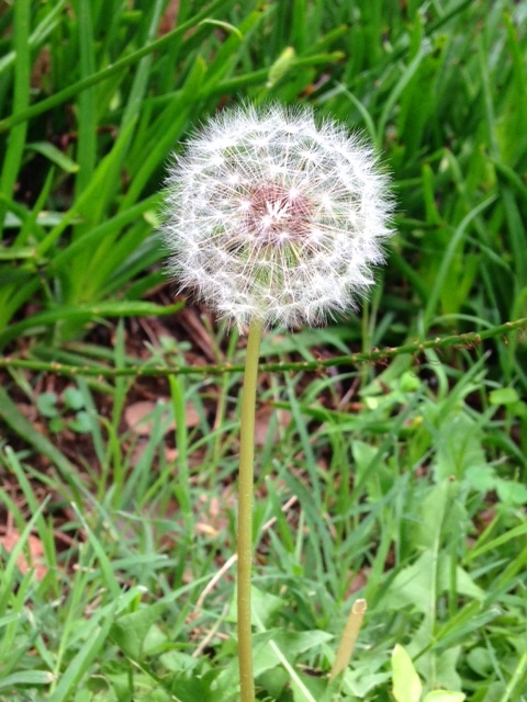 Dandelion