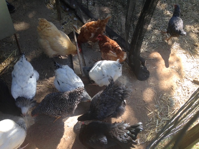 Chickens5