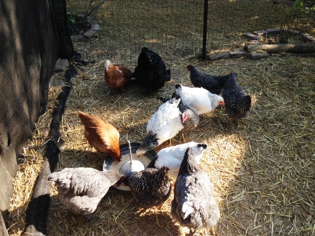 Chickens