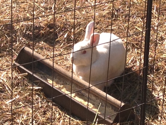 Stephanie Rabbit